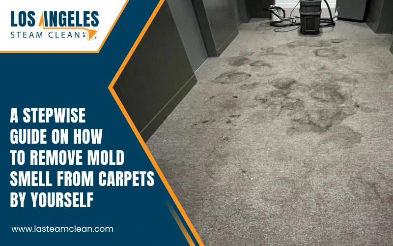 How to Remove Mold Smell from Carpet How to Remove Mold Smell from Carpet